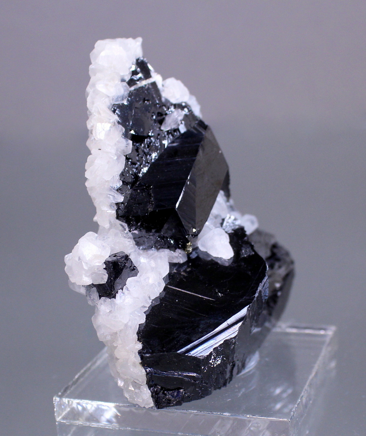 sphaleritetrepca3