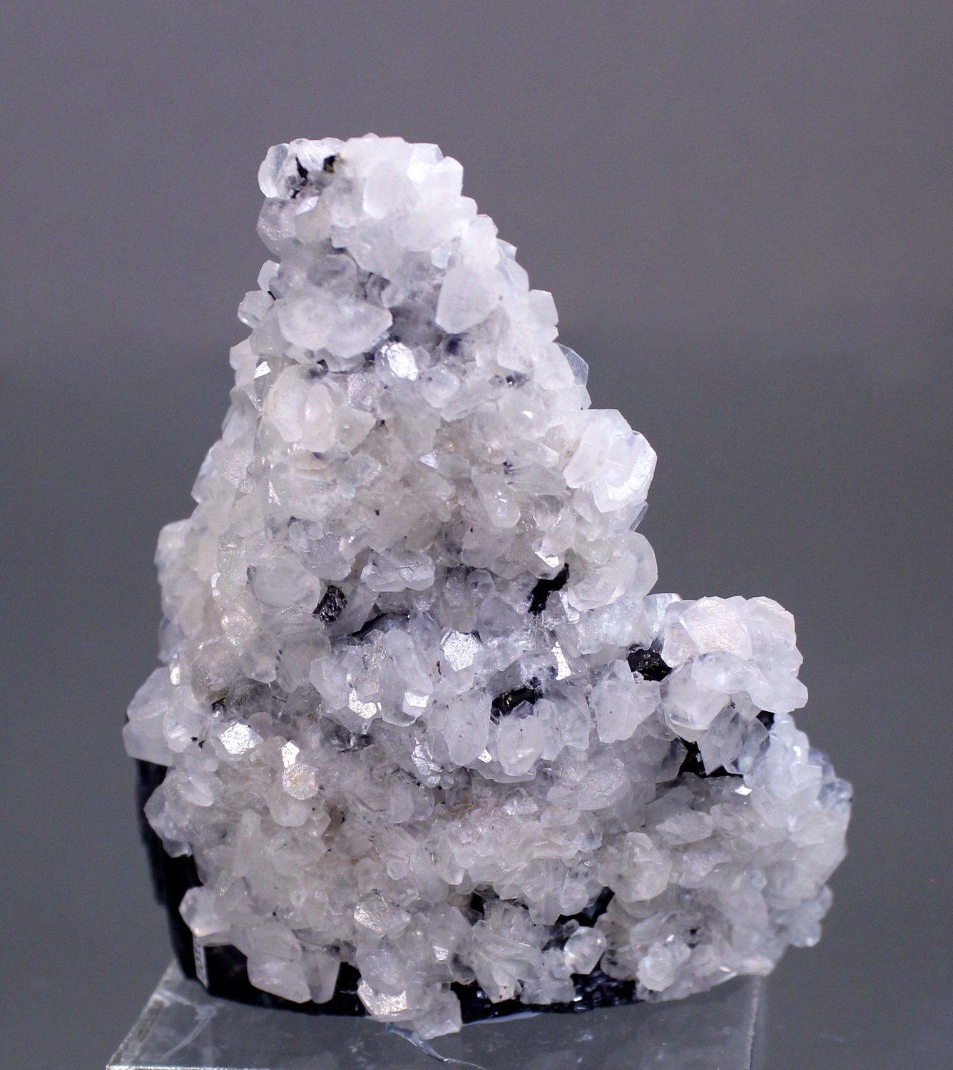 sphaleritetrepca4